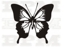 /album/fotogaleria-hmyz/hmyz-10-jpg/